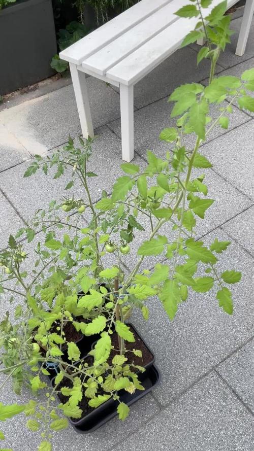Tomatoes Sunviva / Primabella Outdoor