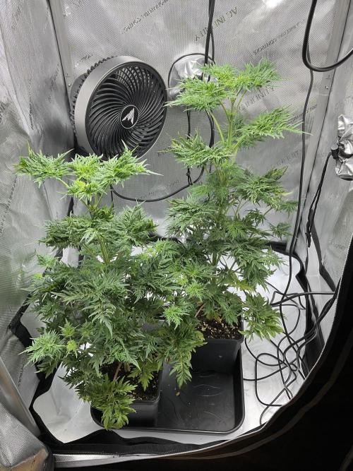 Mentha de Croco Fern-Type - TerpyZ. Week 7