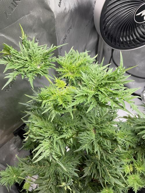 Mentha de Croco Fern-Type - TerpyZ. Week 7
