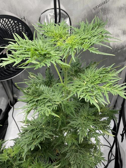Mentha de Croco Fern-Type - TerpyZ. Week 7
