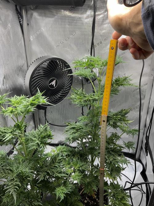 Mentha de Croco Fern-Type - TerpyZ. Week 7