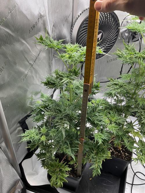 Mentha de Croco Fern-Type - TerpyZ. Week 7