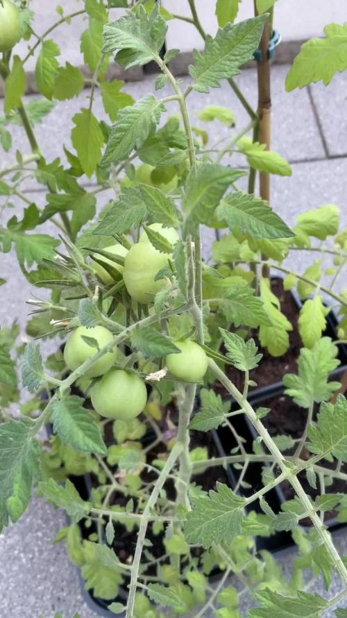 Tomatoes Sunviva / Primabella Outdoor