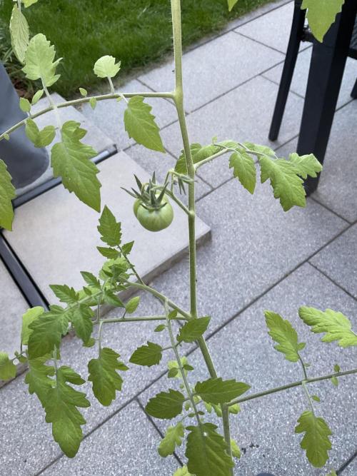 Tomatoes Sunviva / Primabella Outdoor. Week 9