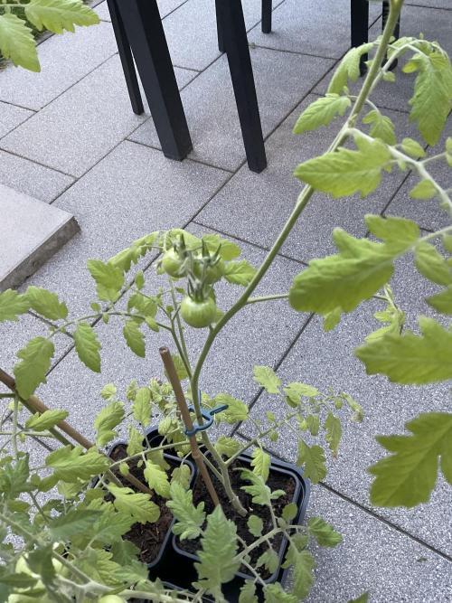 Tomatoes Sunviva / Primabella Outdoor. Week 9