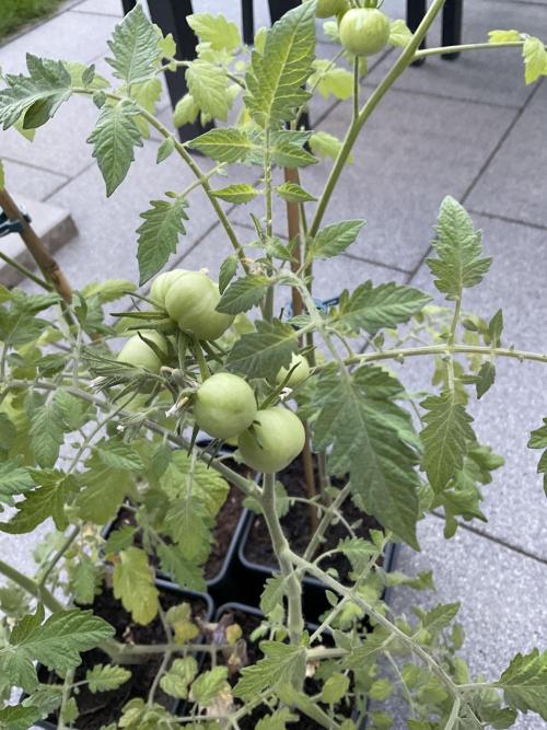 Tomatoes Sunviva / Primabella Outdoor. Week 9