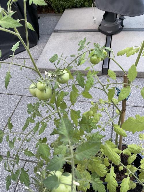 Tomatoes Sunviva / Primabella Outdoor. Week 9