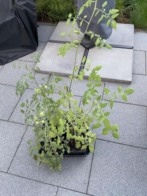 Tomatoes Sunviva / Primabella Outdoor. Week 9