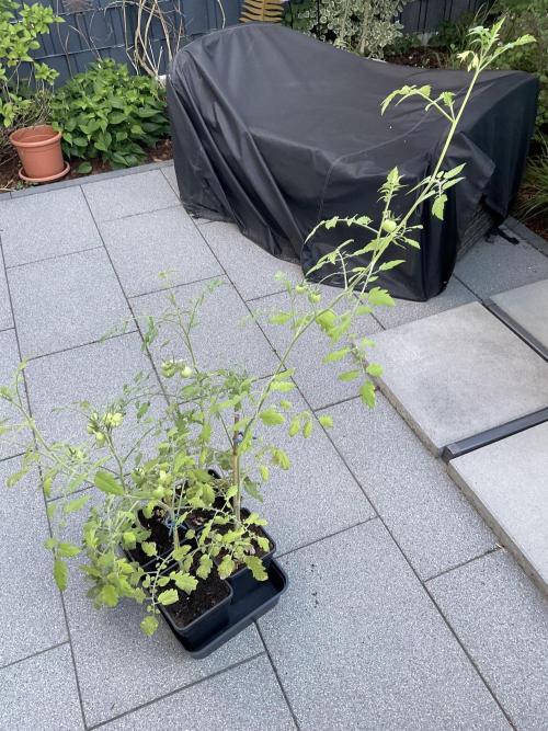 Tomatoes Sunviva / Primabella Outdoor. Week 9