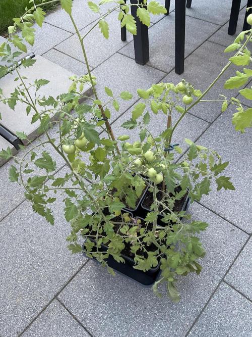 Tomatoes Sunviva / Primabella Outdoor. Week 9