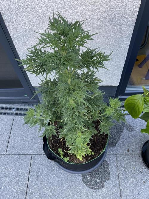 Mentha de Croco Fern-Type - TerpyZ. Week 8
