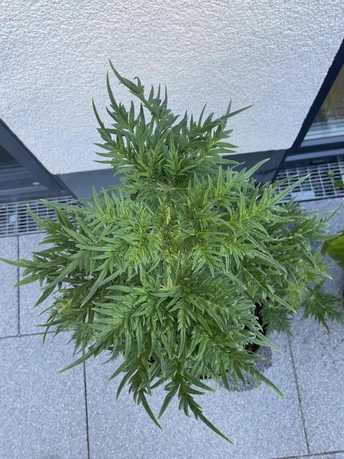 Mentha de Croco Fern-Type - TerpyZ. Week 8