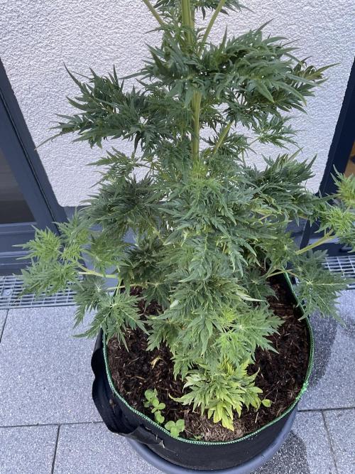 Mentha de Croco Fern-Type - TerpyZ. Week 8