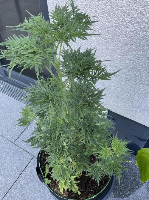 Mentha de Croco Fern-Type - TerpyZ. Week 8