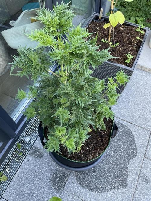 Mentha de Croco Fern-Type - TerpyZ. Week 8