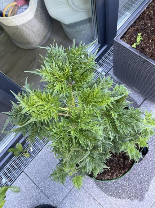 Mentha de Croco Fern-Type - TerpyZ. Week 8