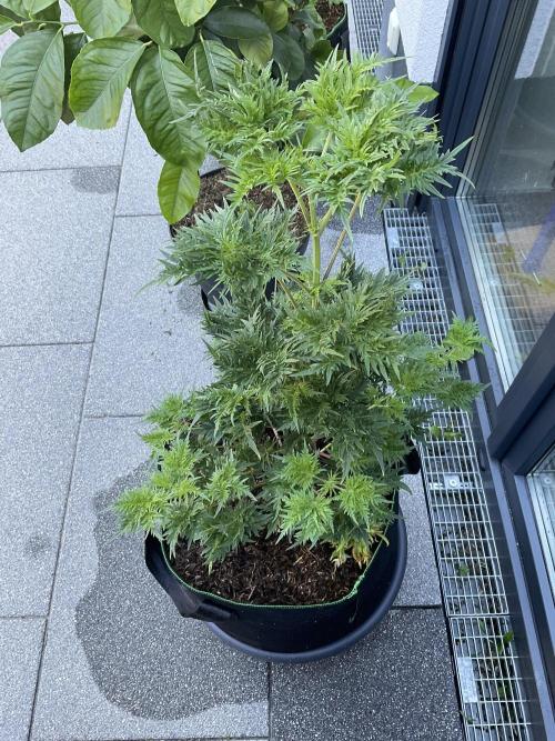 Mentha de Croco Fern-Type - TerpyZ. Week 8