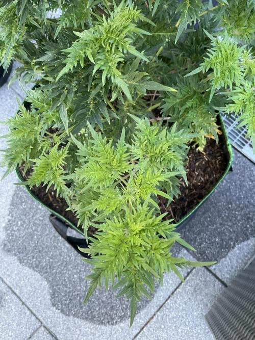 Mentha de Croco Fern-Type - TerpyZ. Week 8