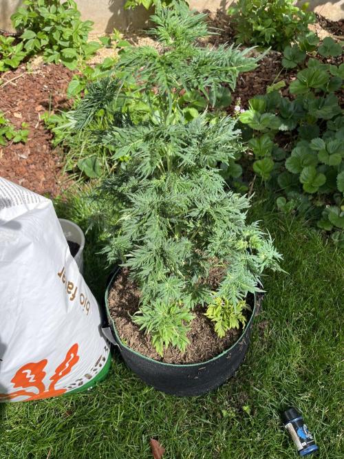 Mentha de Croco Fern-Type - TerpyZ. Week 8