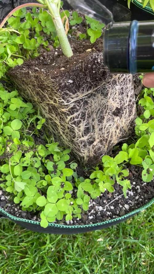 Mentha de Croco Fern-Type - TerpyZ