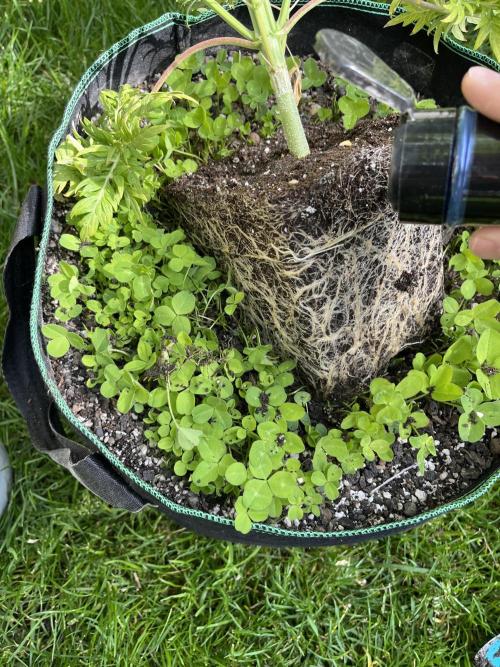 Mentha de Croco Fern-Type - TerpyZ. Week 8