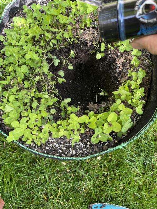 Mentha de Croco Fern-Type - TerpyZ. Week 8