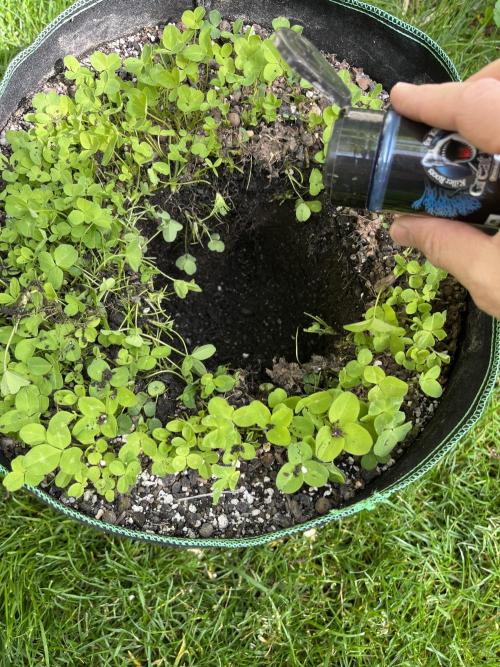 Mentha de Croco Fern-Type - TerpyZ. Week 8