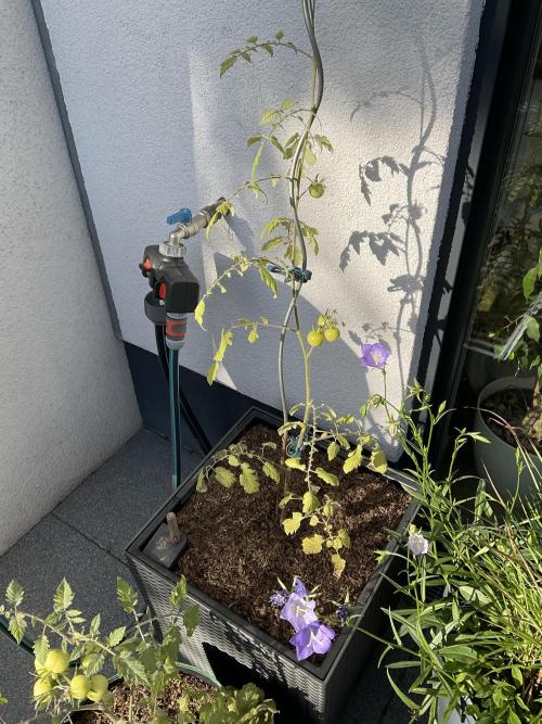 Tomatoes Sunviva / Primabella Outdoor. Week 10