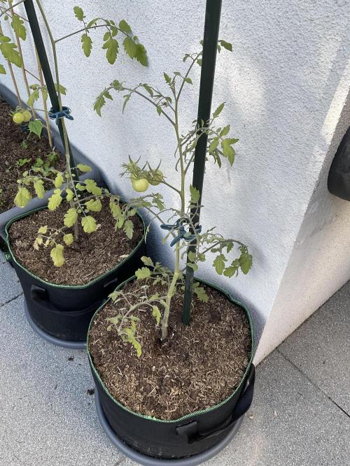 Tomatoes Sunviva / Primabella Outdoor. Week 10