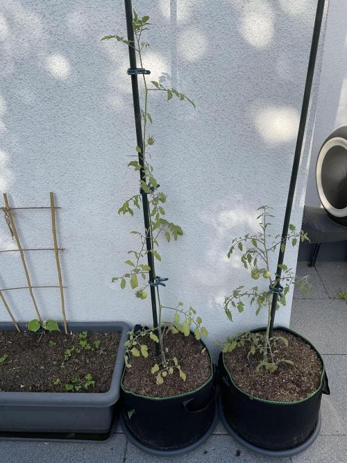 Tomatoes Sunviva / Primabella Outdoor. Week 10