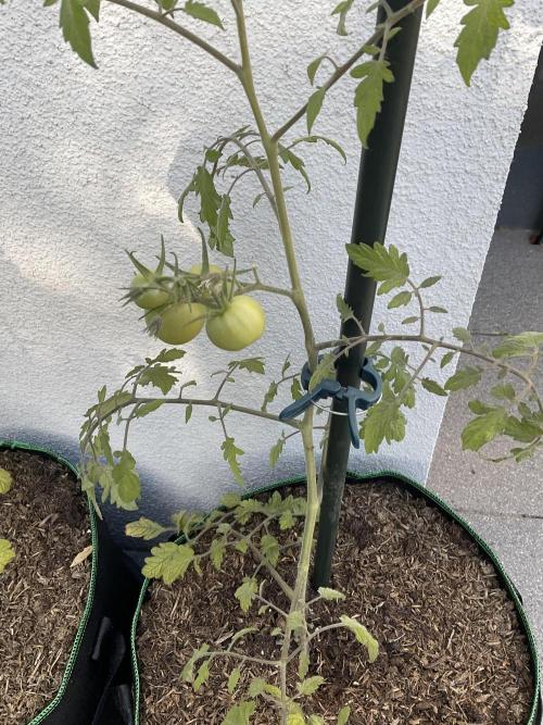 Tomatoes Sunviva / Primabella Outdoor. Week 10