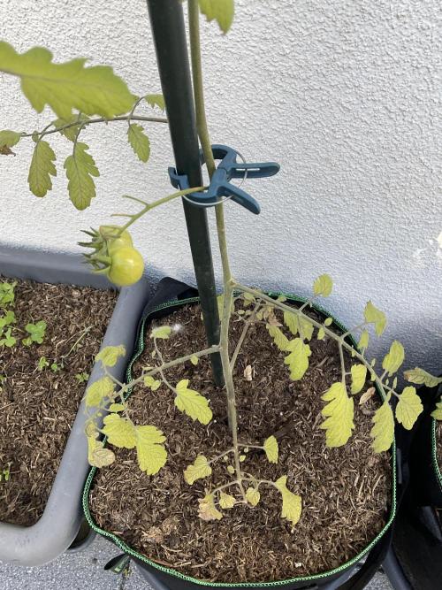 Tomatoes Sunviva / Primabella Outdoor. Week 10