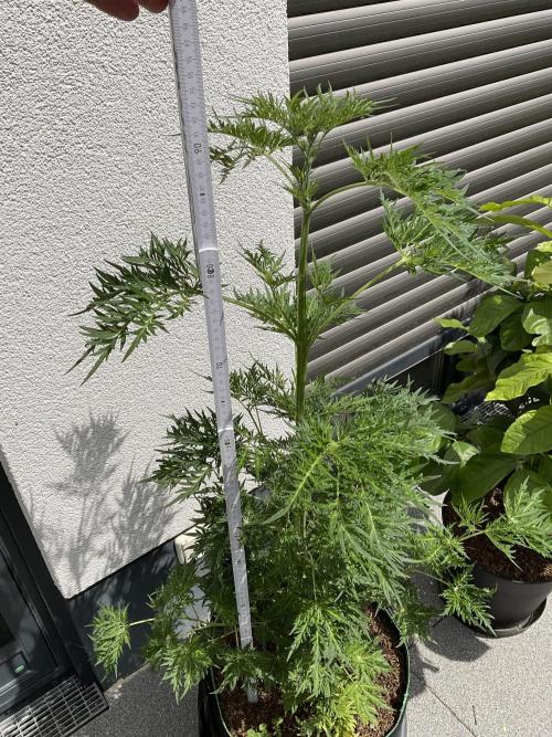 Mentha de Croco Fern-Type - TerpyZ. Week 9