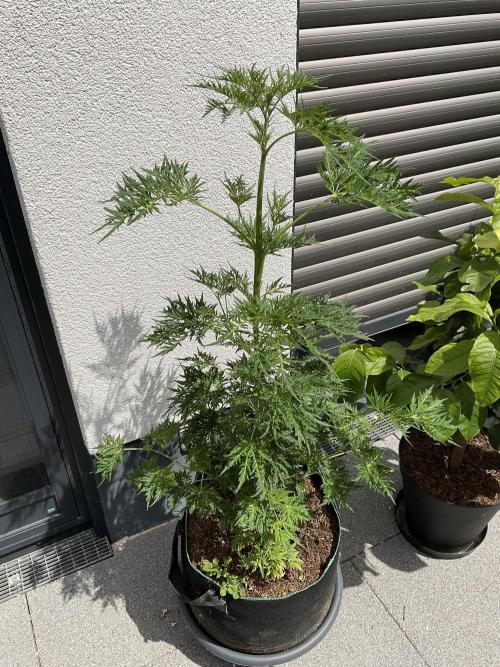 Mentha de Croco Fern-Type - TerpyZ. Week 9