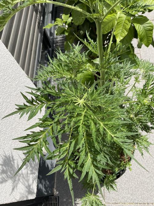 Mentha de Croco Fern-Type - TerpyZ. Week 9