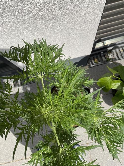 Mentha de Croco Fern-Type - TerpyZ. Week 9
