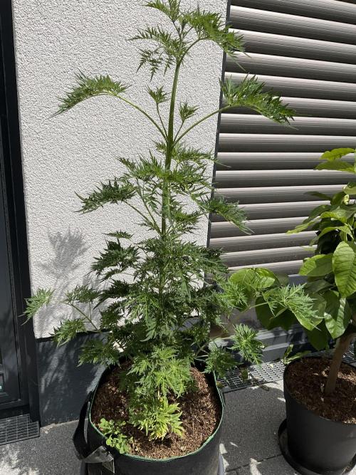 Mentha de Croco Fern-Type - TerpyZ. Week 9