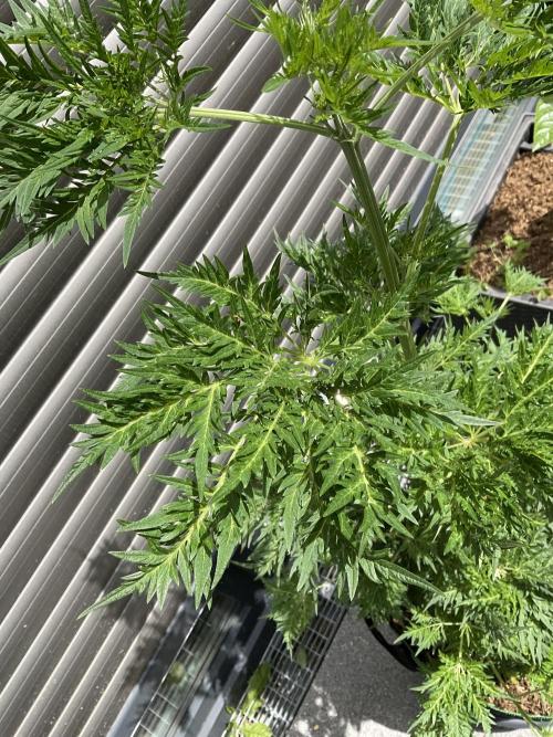 Mentha de Croco Fern-Type - TerpyZ. Week 9