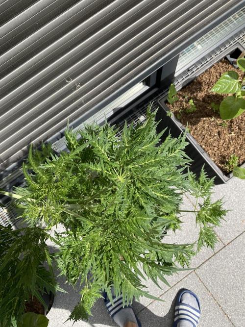 Mentha de Croco Fern-Type - TerpyZ. Week 9