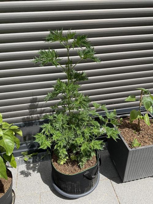 Mentha de Croco Fern-Type - TerpyZ. Week 9