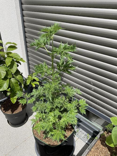 Mentha de Croco Fern-Type - TerpyZ. Week 9