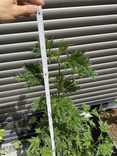 Mentha de Croco Fern-Type - TerpyZ. Week 9