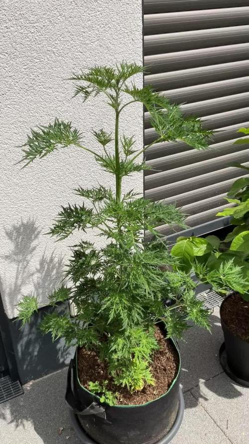 Mentha de Croco Fern-Type - TerpyZ