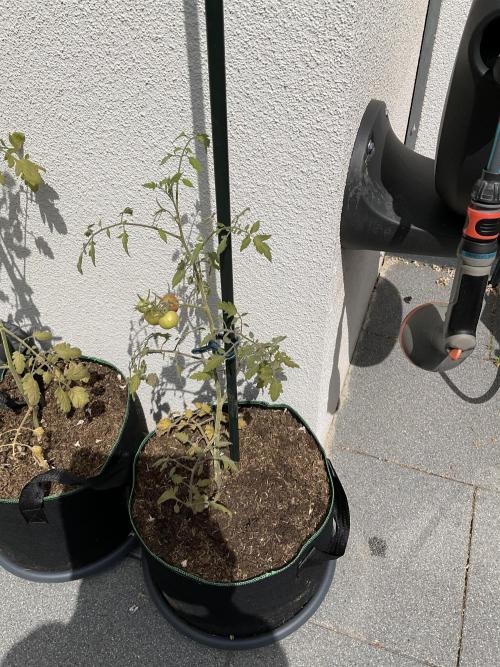 Tomatoes Sunviva / Primabella Outdoor. Week 11