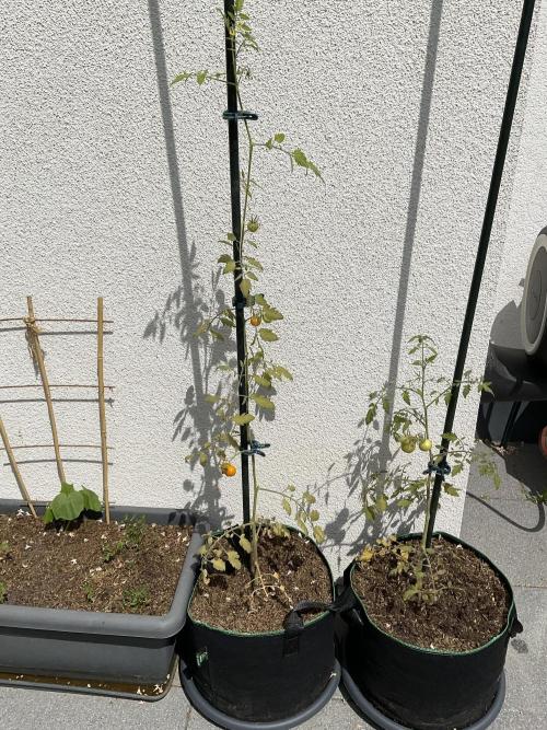 Tomatoes Sunviva / Primabella Outdoor. Week 11