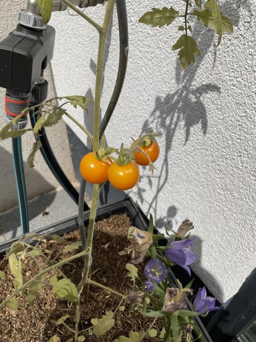 Tomatoes Sunviva / Primabella Outdoor. Week 11