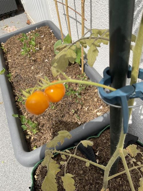 Tomatoes Sunviva / Primabella Outdoor. Week 11