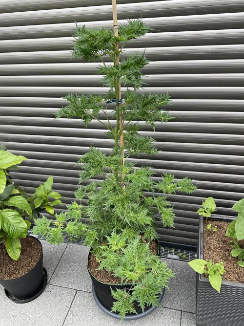 Mentha de Croco Fern-Type - TerpyZ. Week 10