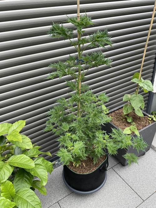 Mentha de Croco Fern-Type - TerpyZ. Week 10