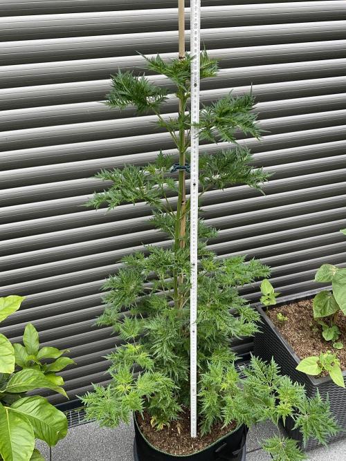 Mentha de Croco Fern-Type - TerpyZ. Week 10